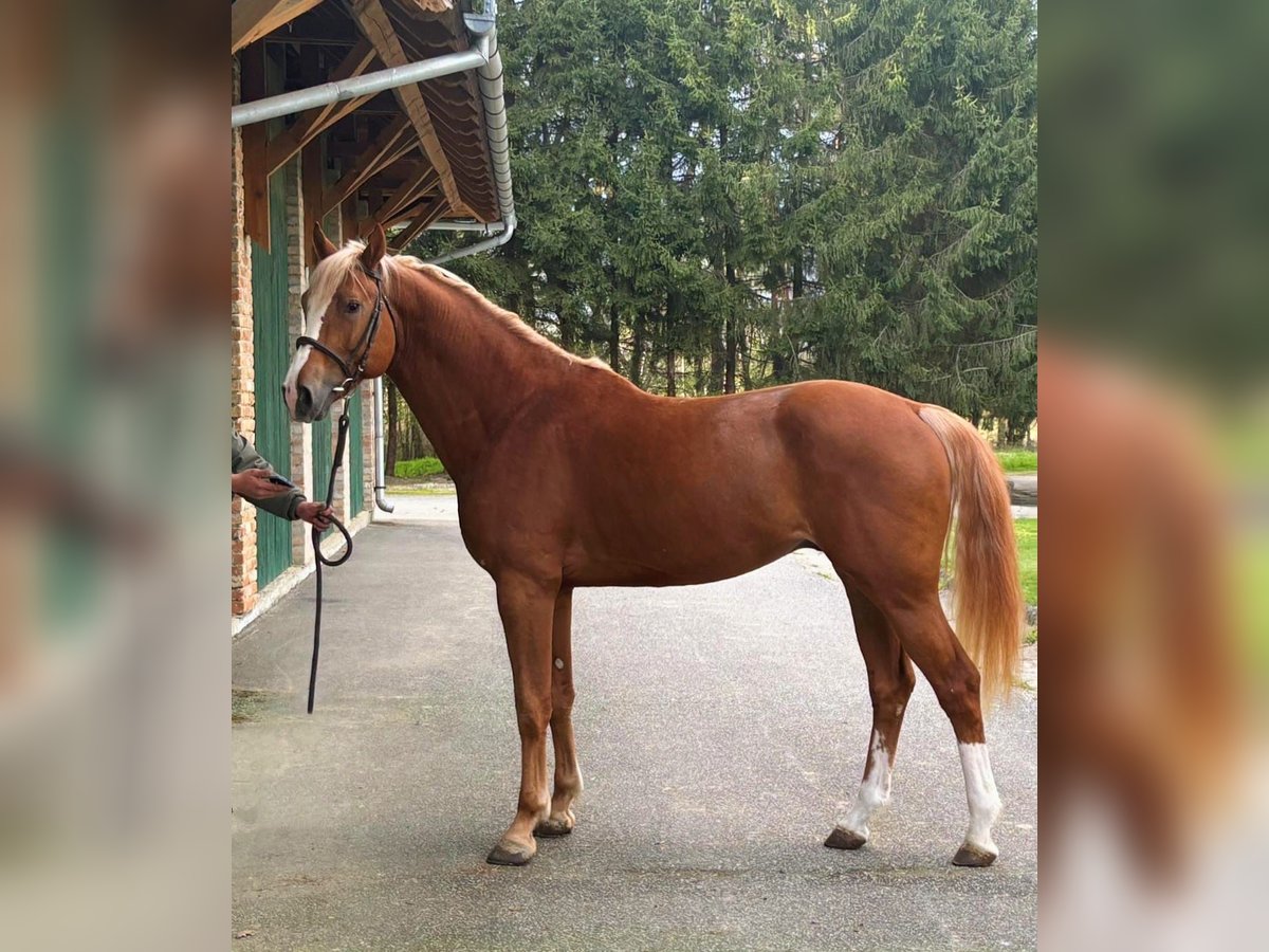 KWPN Semental 4 años 168 cm Alazán in Murska Soboda