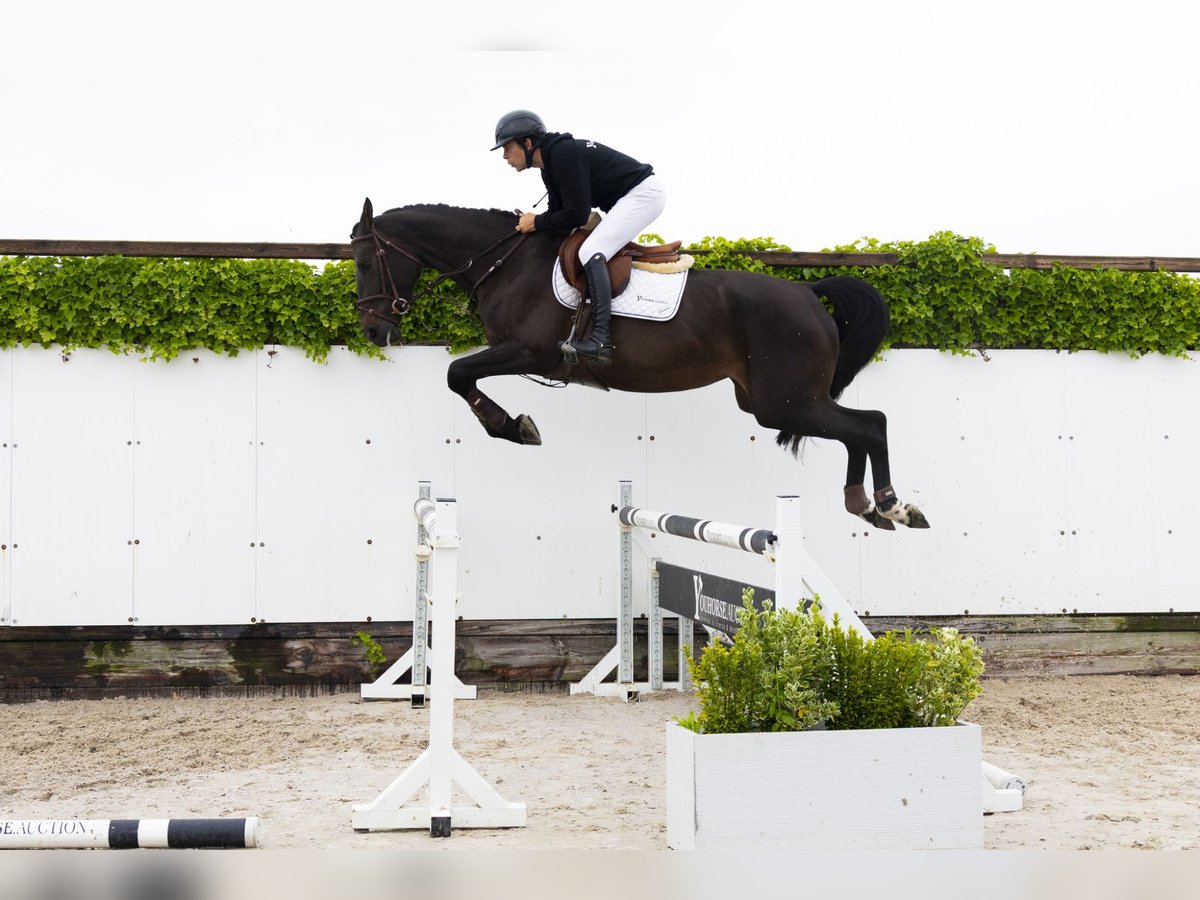 KWPN Semental 4 años 173 cm Morcillo in Waddinxveen