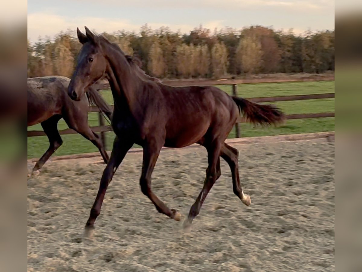 KWPN Semental Potro (05/2025) Negro in Vianen