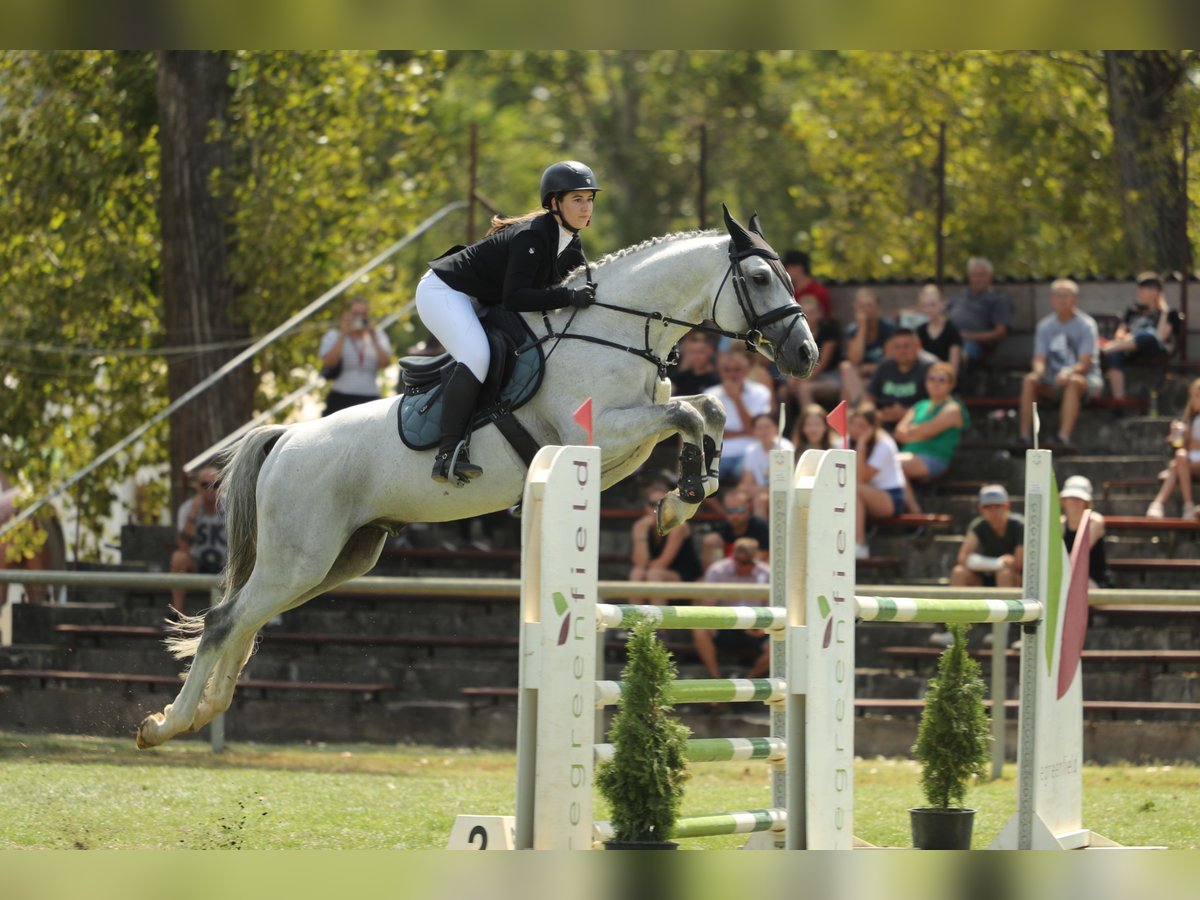 KWPN Stallion 10 years 16,3 hh Gray in Budapest, Hungary