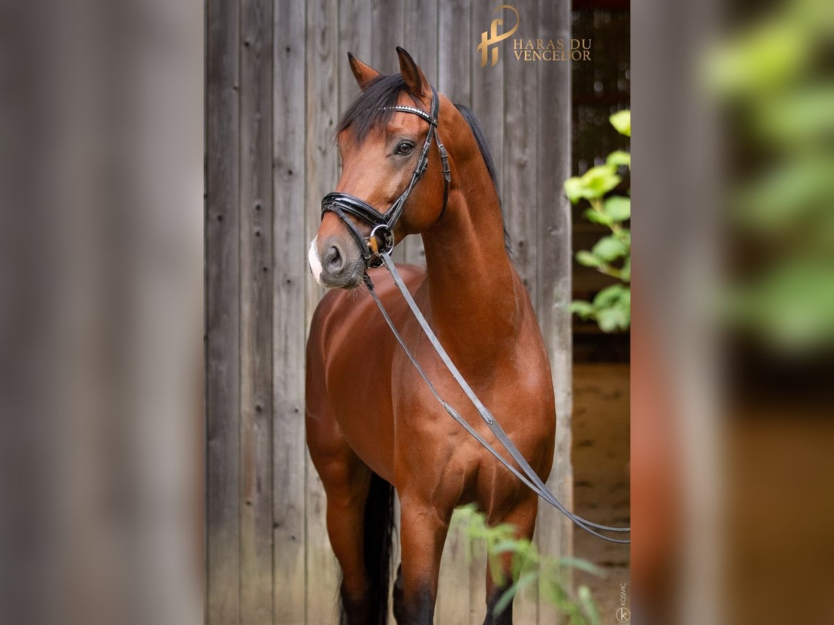 KWPN Stallion 10 years 16,2 hh Brown in Marly-sous-Issy
