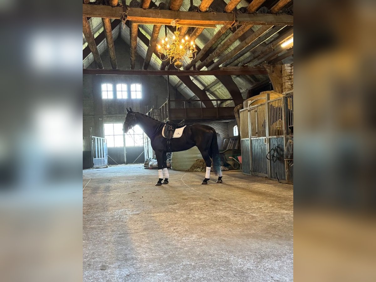 KWPN Stallion 11 years 17,1 hh Bay-Dark in Sint Philipsland