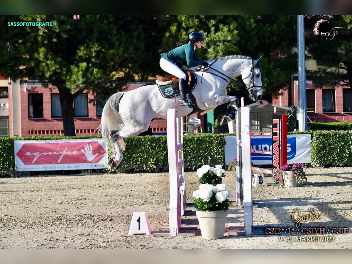 KWPN Stallion 12 years 16,1 hh Gray in Forch