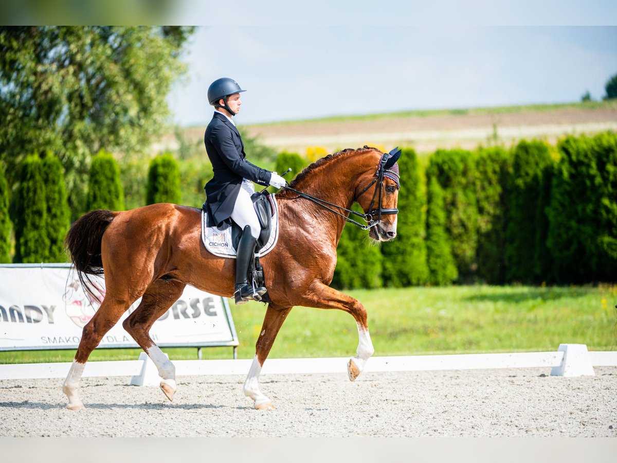 KWPN Stallion 14 years 17 hh Chestnut-Red in Radzionk&#xF3;w