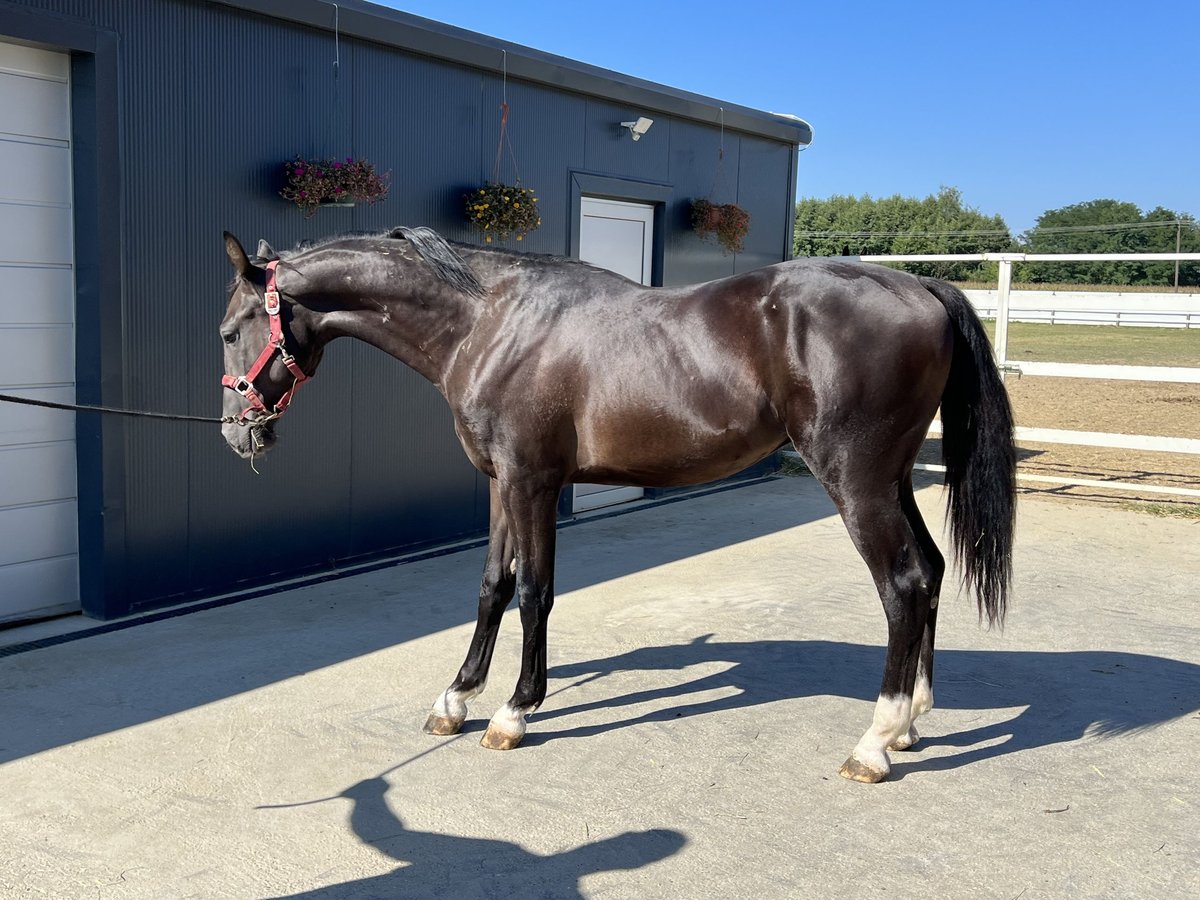 KWPN Stallion 1 year 15,2 hh Black in Fericanci