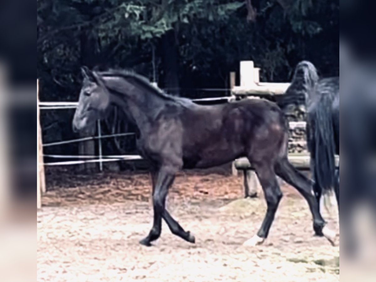 KWPN Mix Stallion 1 year 15,2 hh Black in Husillos