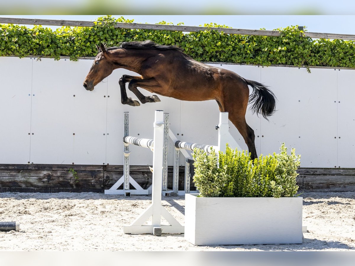 KWPN Stallion 1 year 15,1 hh in Waddinxveen