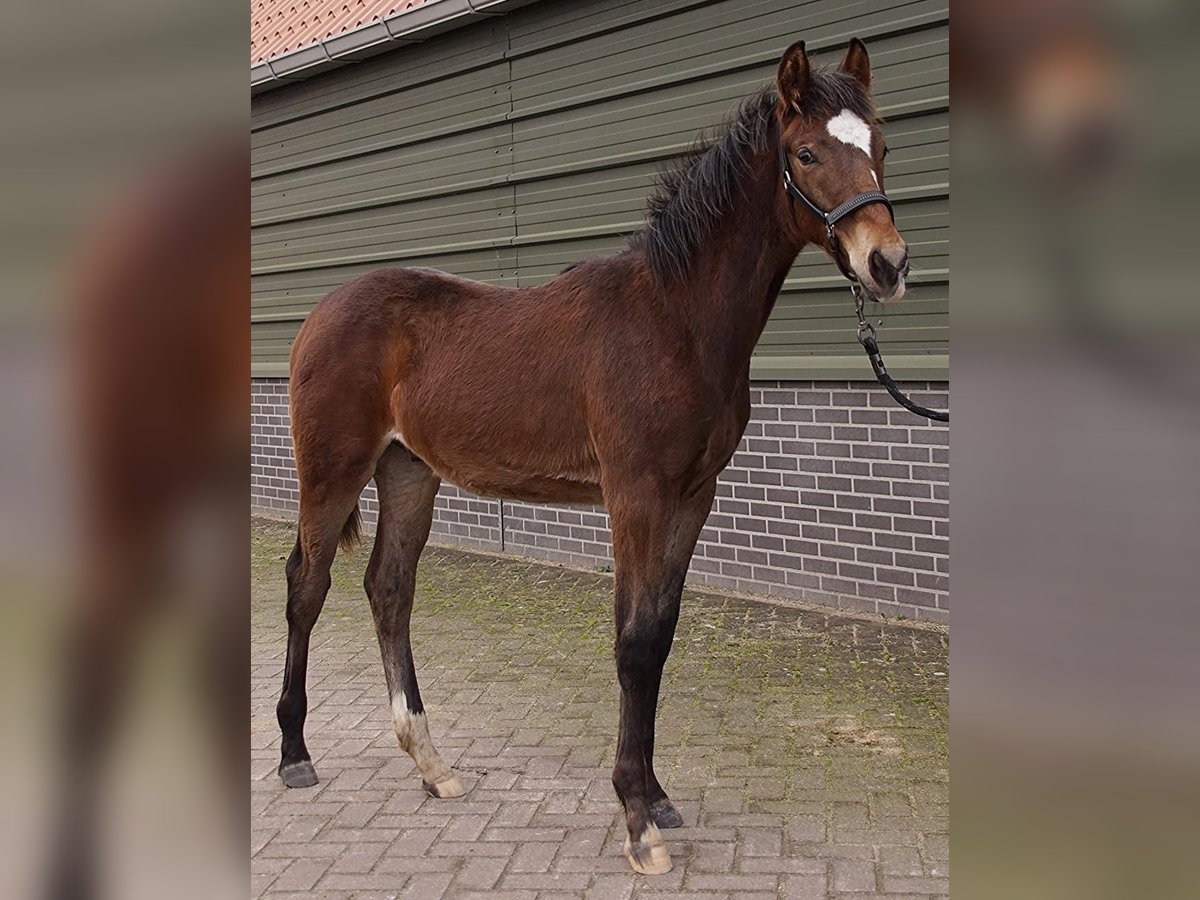 KWPN Stallion 1 year 16,1 hh Brown in Rijnsburg