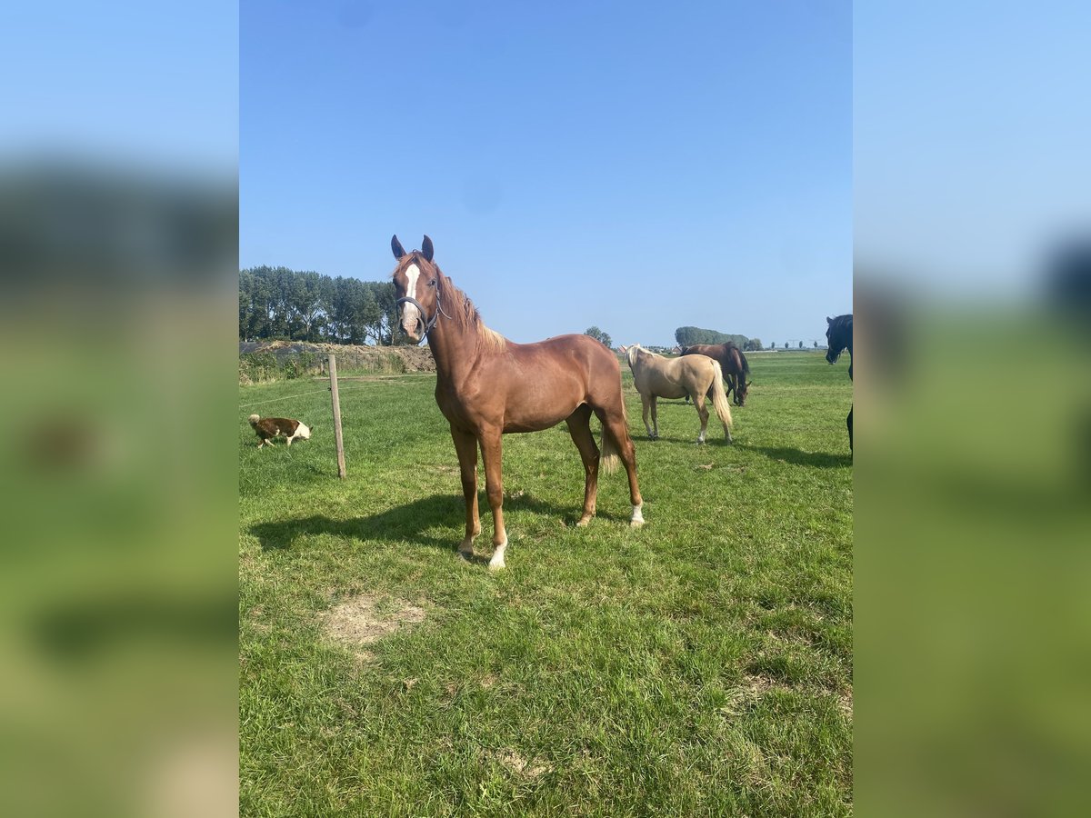 KWPN Stallion 1 year 16,3 hh in Wamel