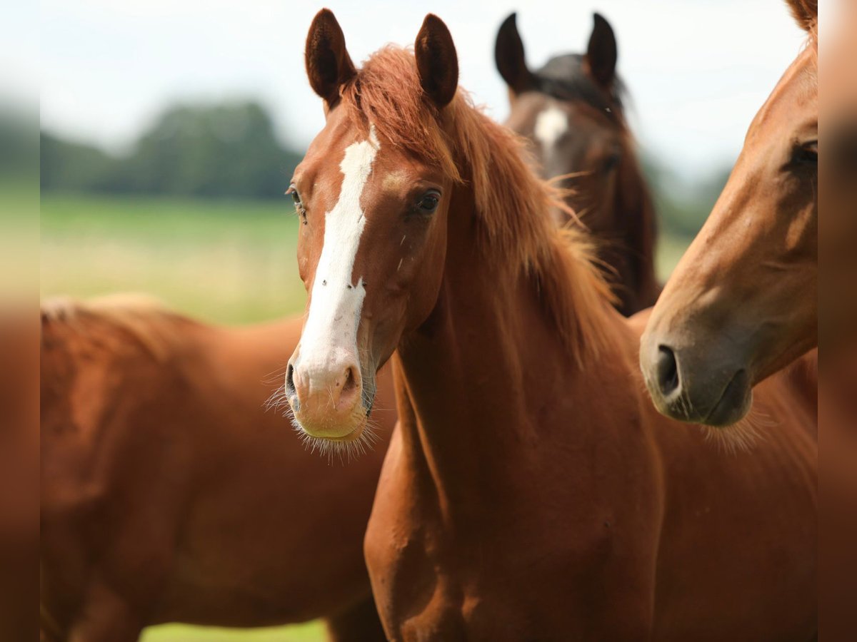 KWPN Stallion 1 year 16,2 hh Chestnut-Red in Aalten