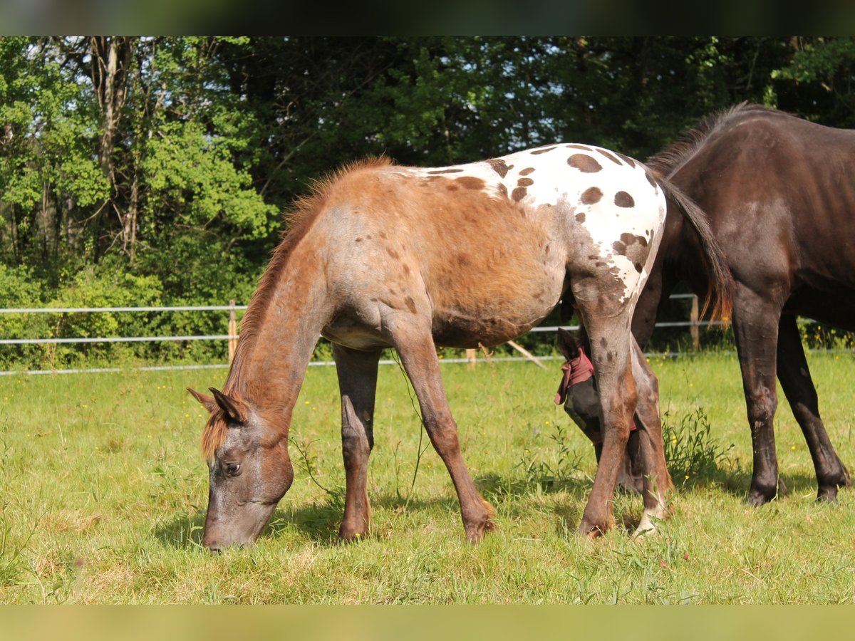 KWPN Stallion 1 year 16,2 hh Leopard-Piebald in Fraisse