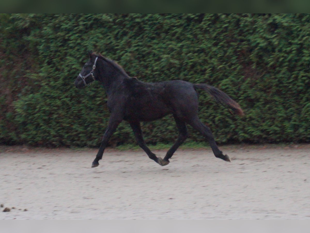 KWPN Stallion 1 year 17 hh Black in Koewacht