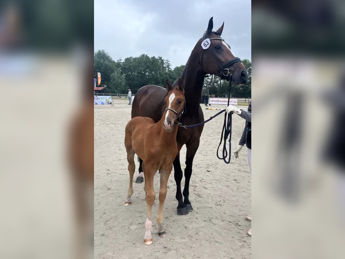 KWPN Stallion 1 year 17 hh Chestnut-Red in Wezup