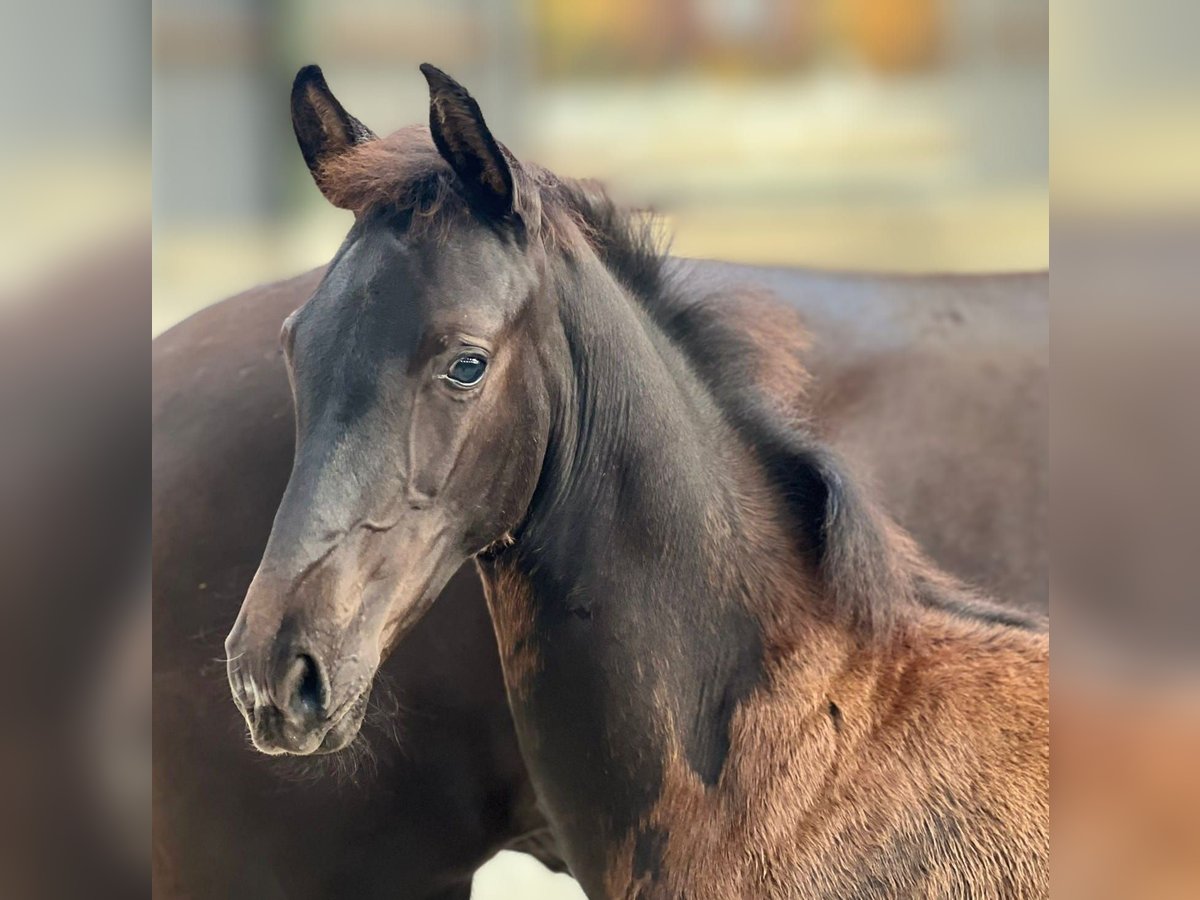 KWPN Stallion 1 year Black in Helmond