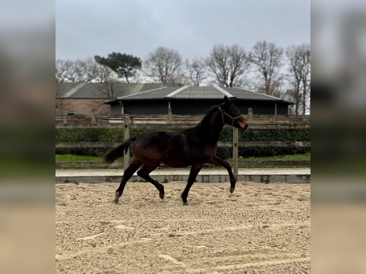 KWPN Stallion 1 year Brown in Kalmthout