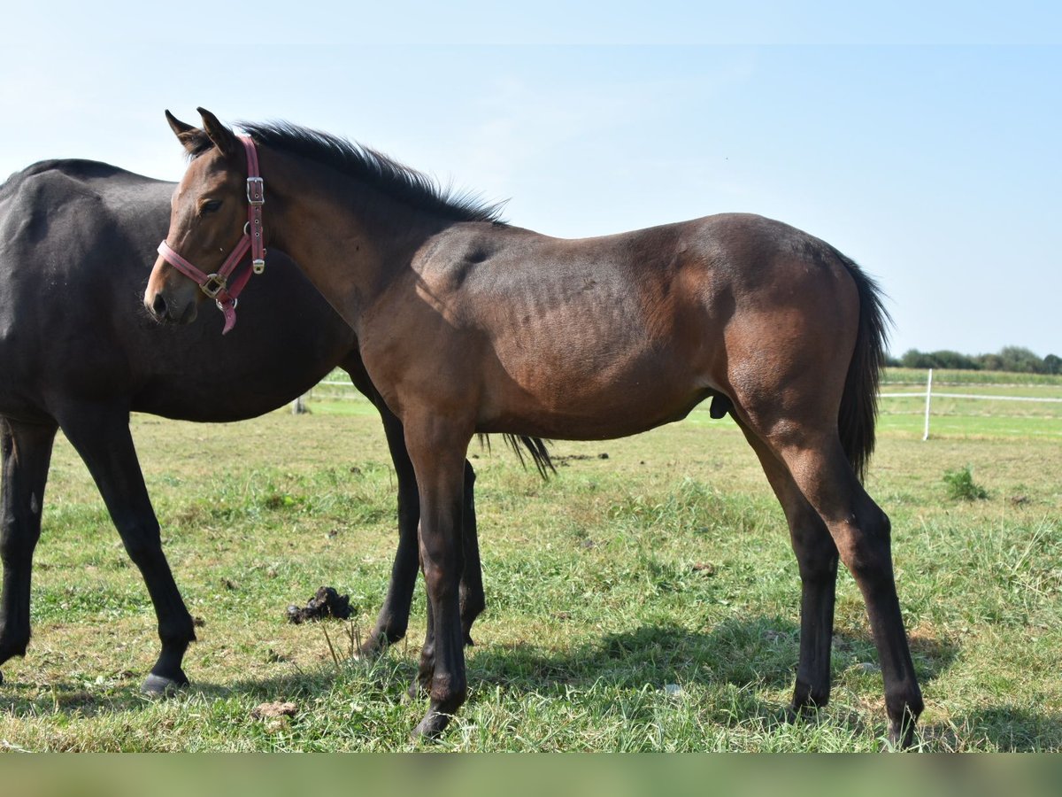 KWPN Stallion 1 year Brown in Markelo