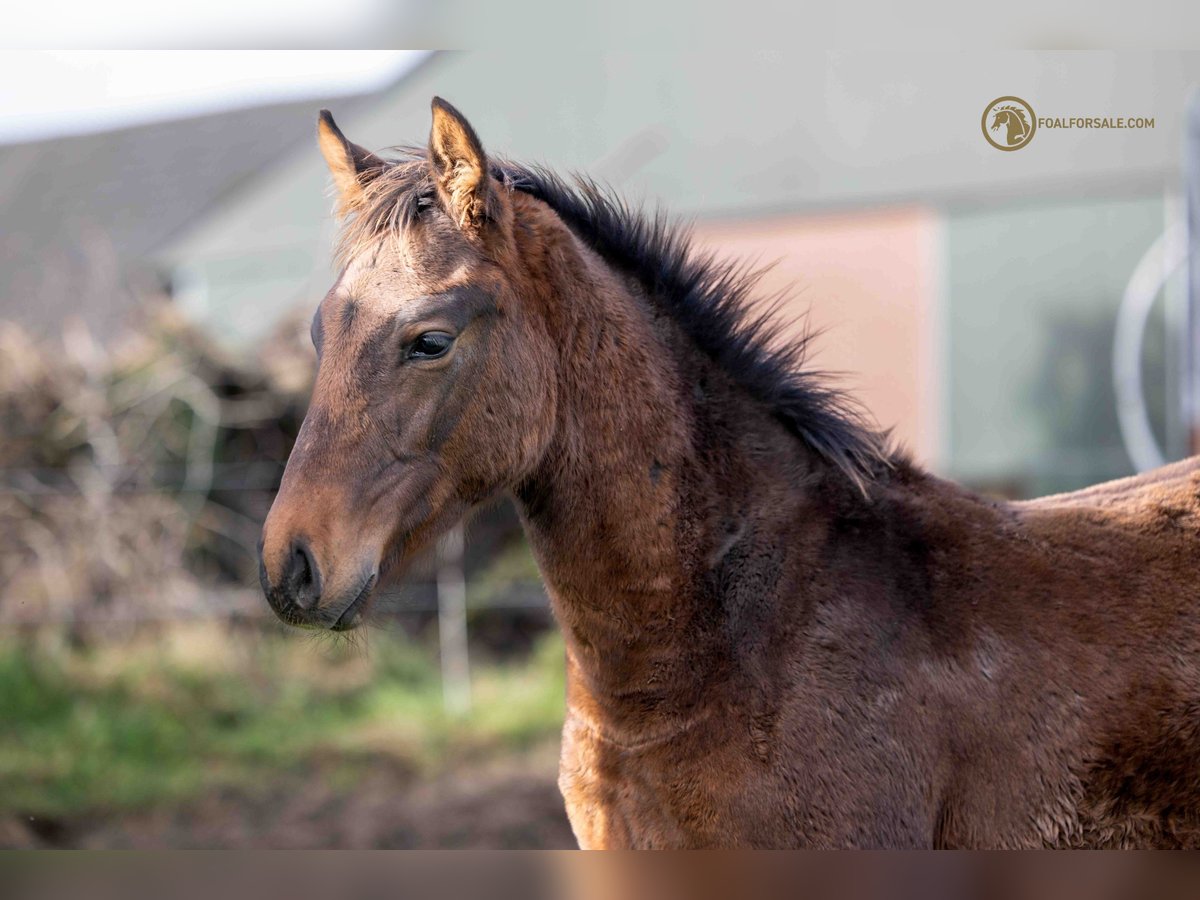 KWPN Stallion 1 year Brown in Someren Eind