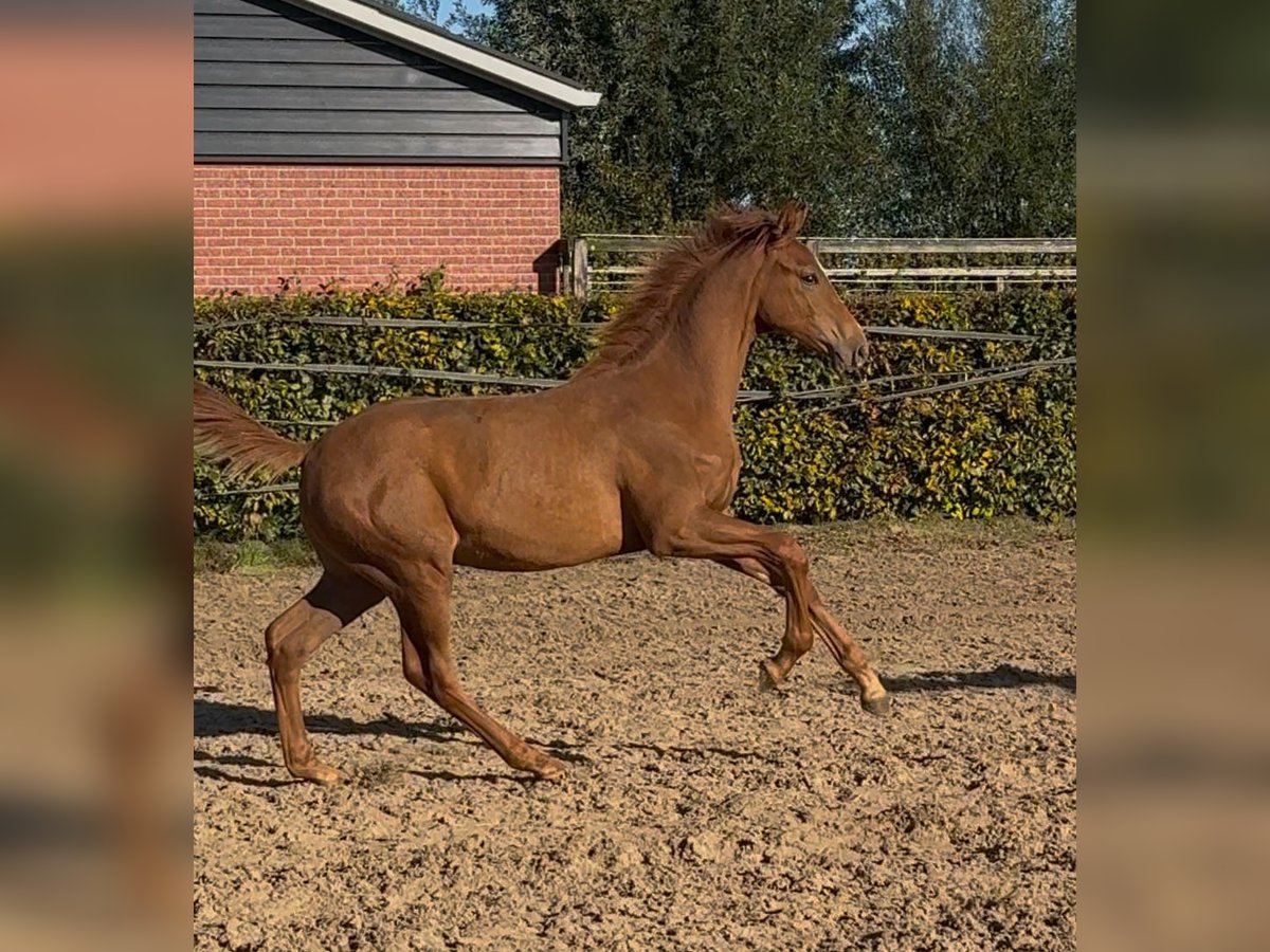 KWPN Stallion 1 year Chestnut-Red in Mastenbroek