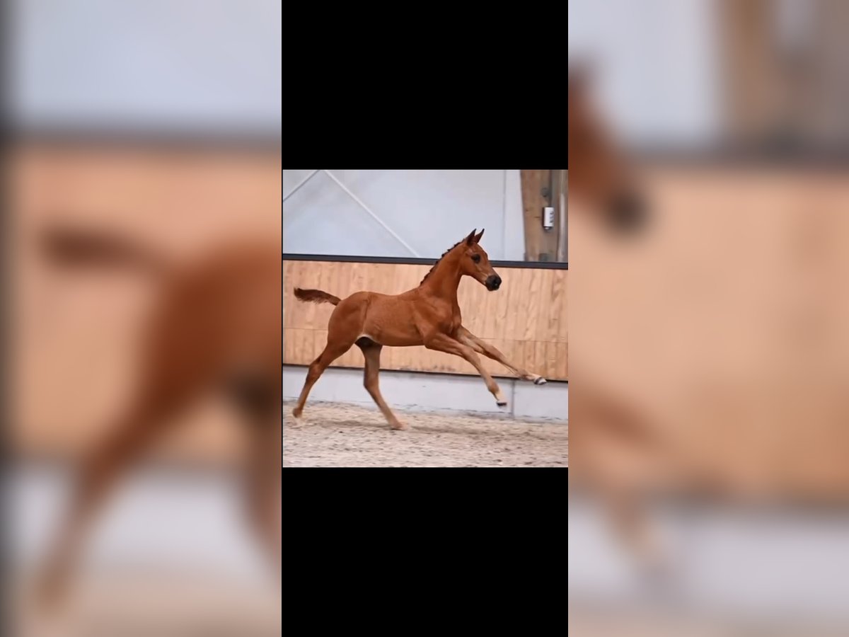 KWPN Stallion 1 year Chestnut-Red in Spijkenisse