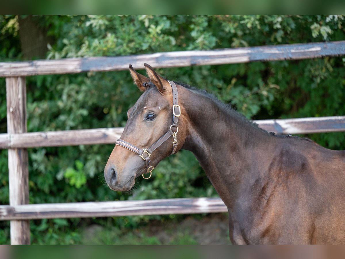 KWPN Stallion 2 years 15,2 hh Bay-Dark in GROTE-BROGEL