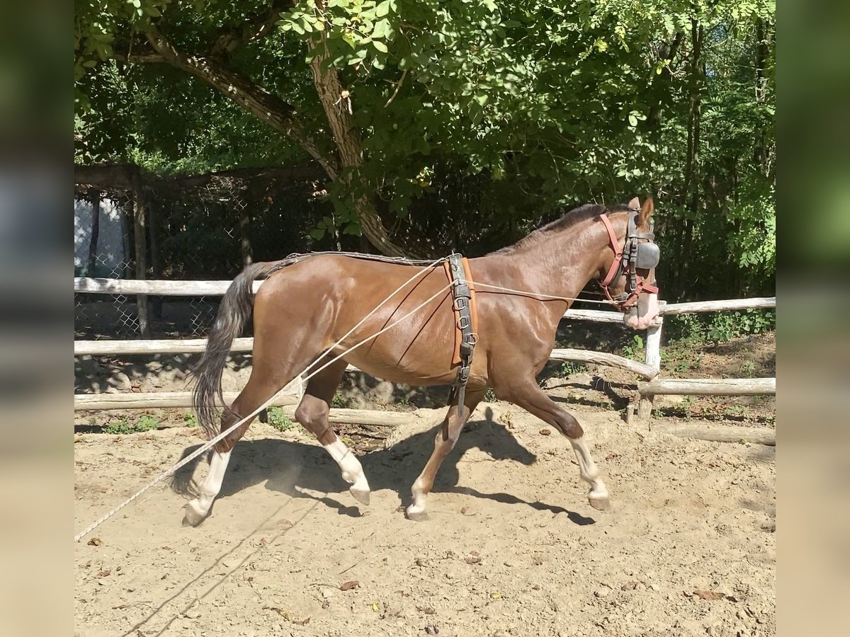 KWPN Stallion 2 years 15,2 hh Chestnut in Nagykàta