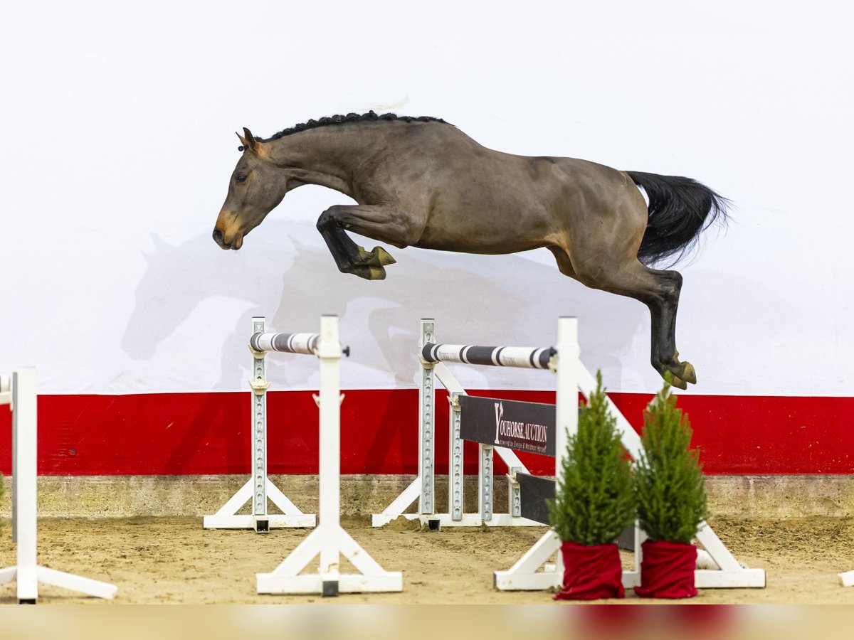 KWPN Stallion 2 years 15,2 hh Brown in Waddinxveen