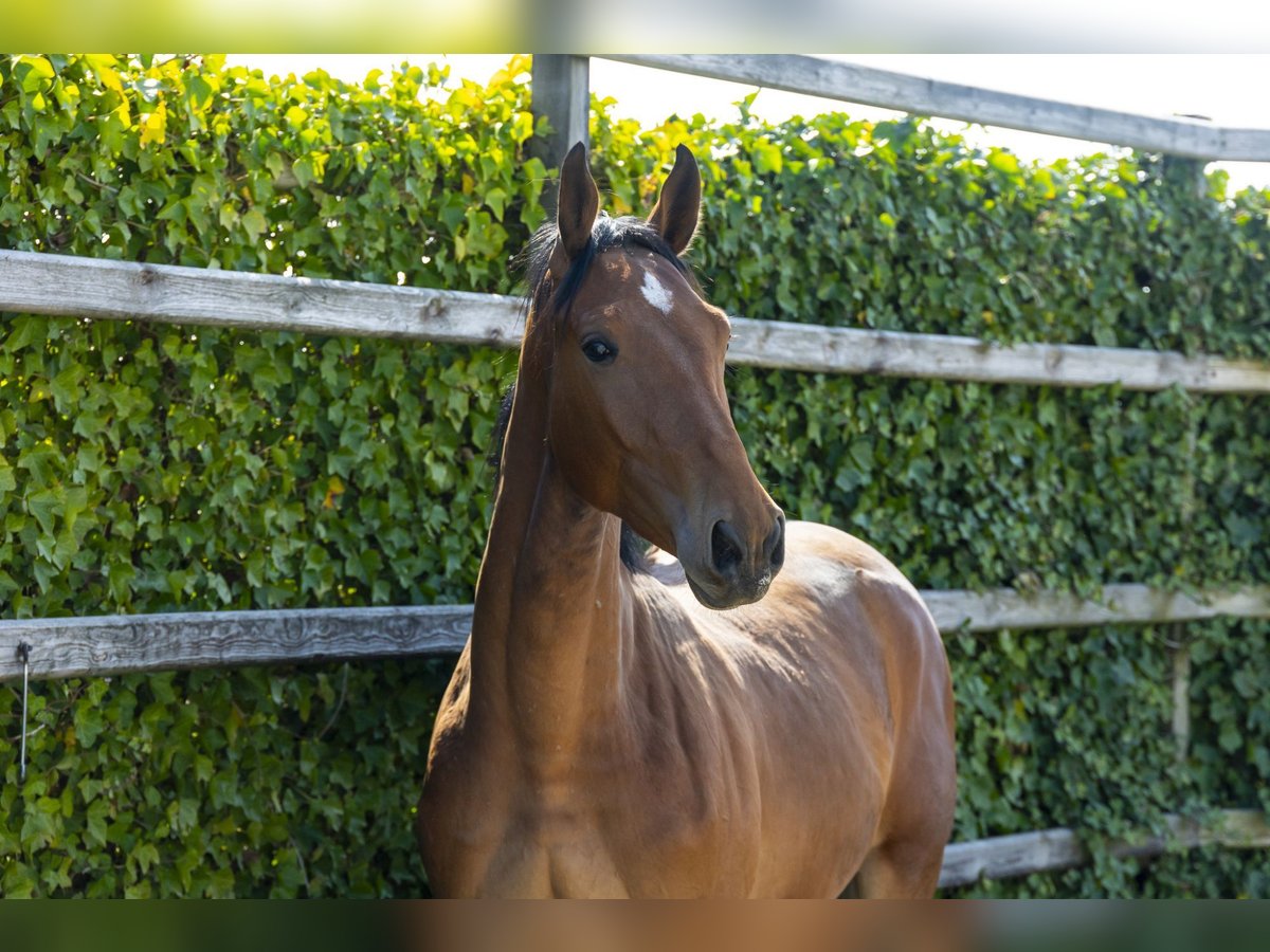 KWPN Stallion 2 years 15,2 hh in Waddinxveen