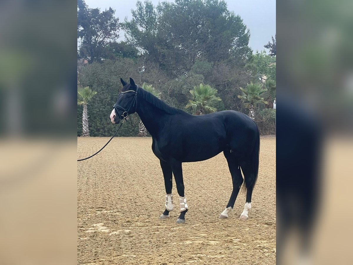 KWPN Stallion 2 years 16,1 hh Black in Villanueva Del Ariscal