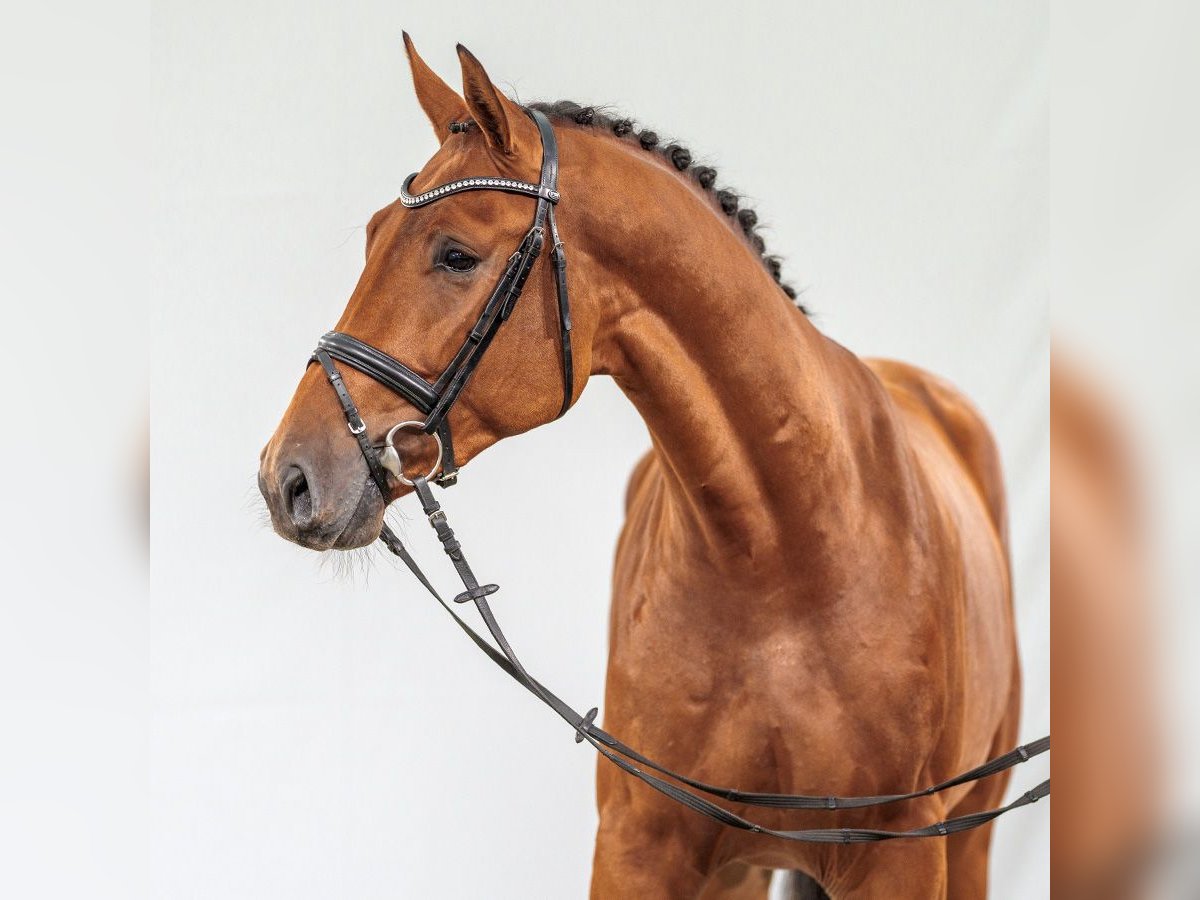 KWPN Stallion 2 years 16,1 hh Brown in Münster