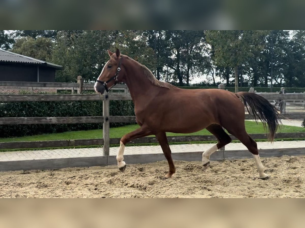 KWPN Stallion 2 years 16,1 hh Chestnut-Red in Kalmthout