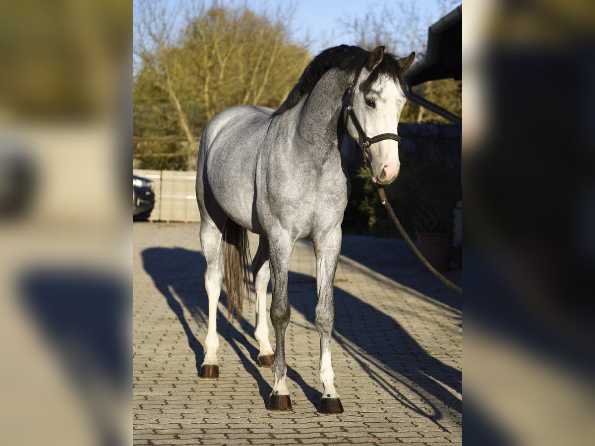 KWPN Stallion 2 years 16,1 hh Dun in Murska Soboda