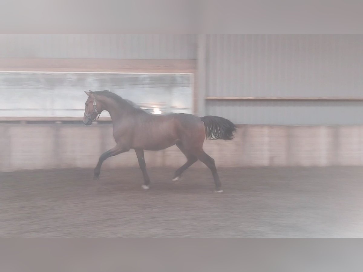 KWPN Stallion 2 years 16,2 hh Bay in Wouterswoude