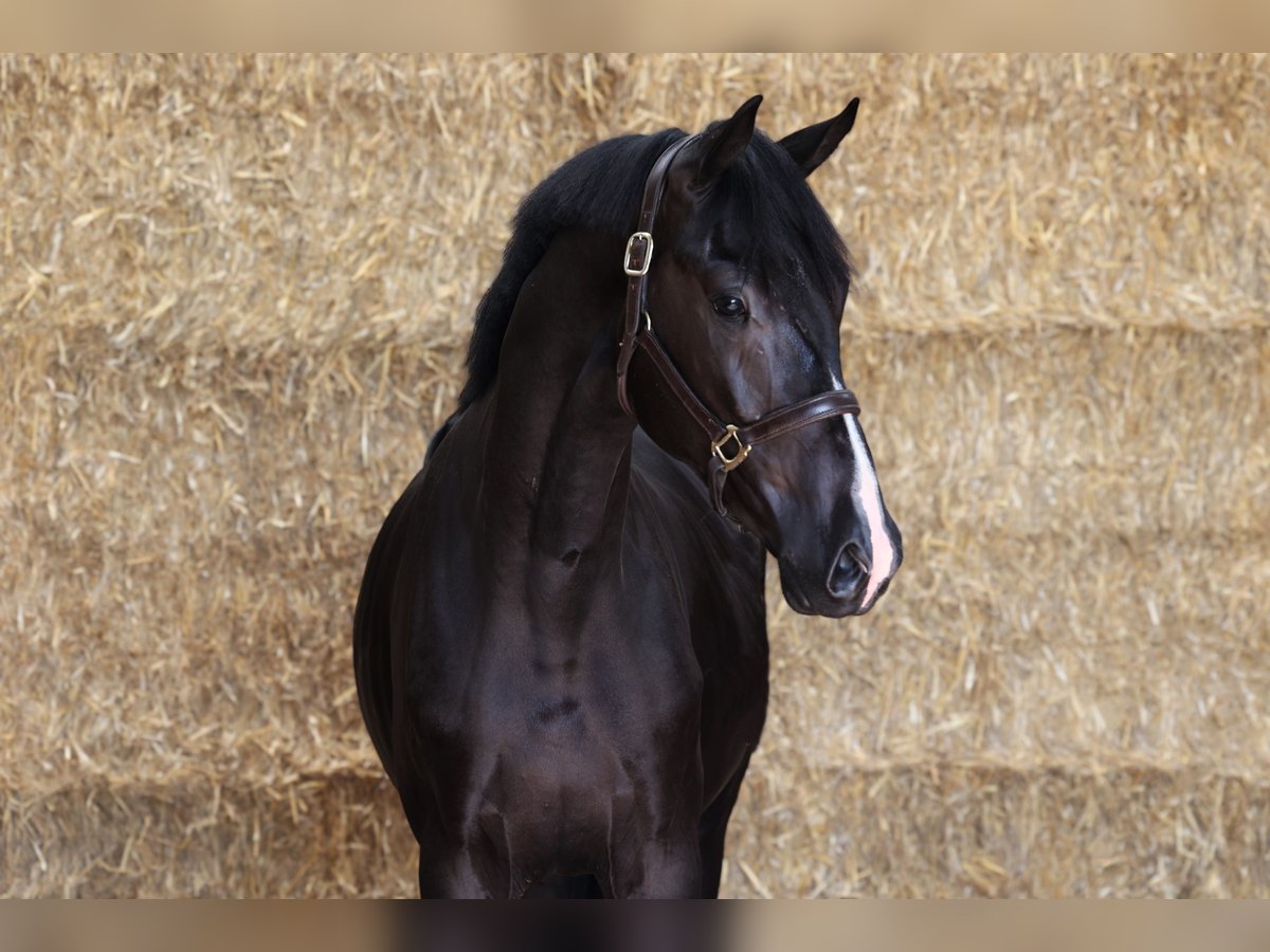 KWPN Stallion 2 years 16,2 hh Black in GROTE-BROGEL