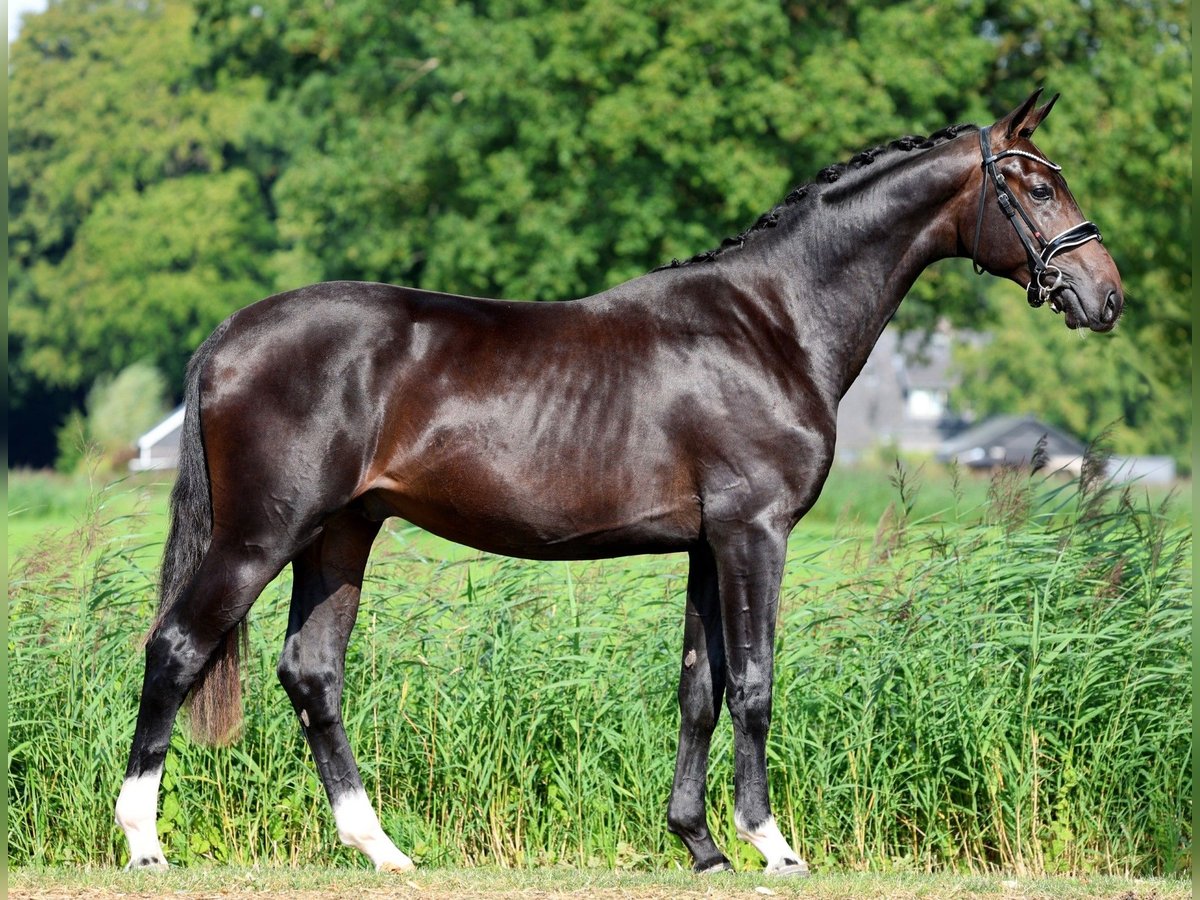KWPN Stallion 2 years 16 hh Bay-Dark in GROTE-BROGEL
