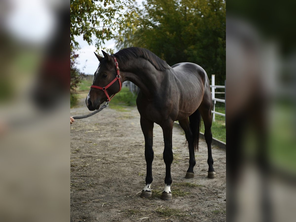 KWPN Stallion 2 years 16,1 hh Bay-Dark in Murska Soboda