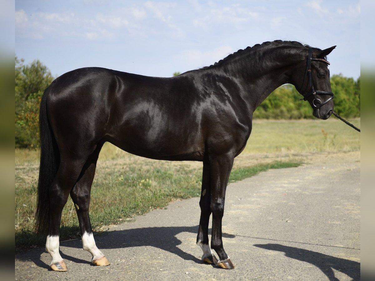 KWPN Stallion 2 years 16,1 hh Black in Csabacs&#x171;d