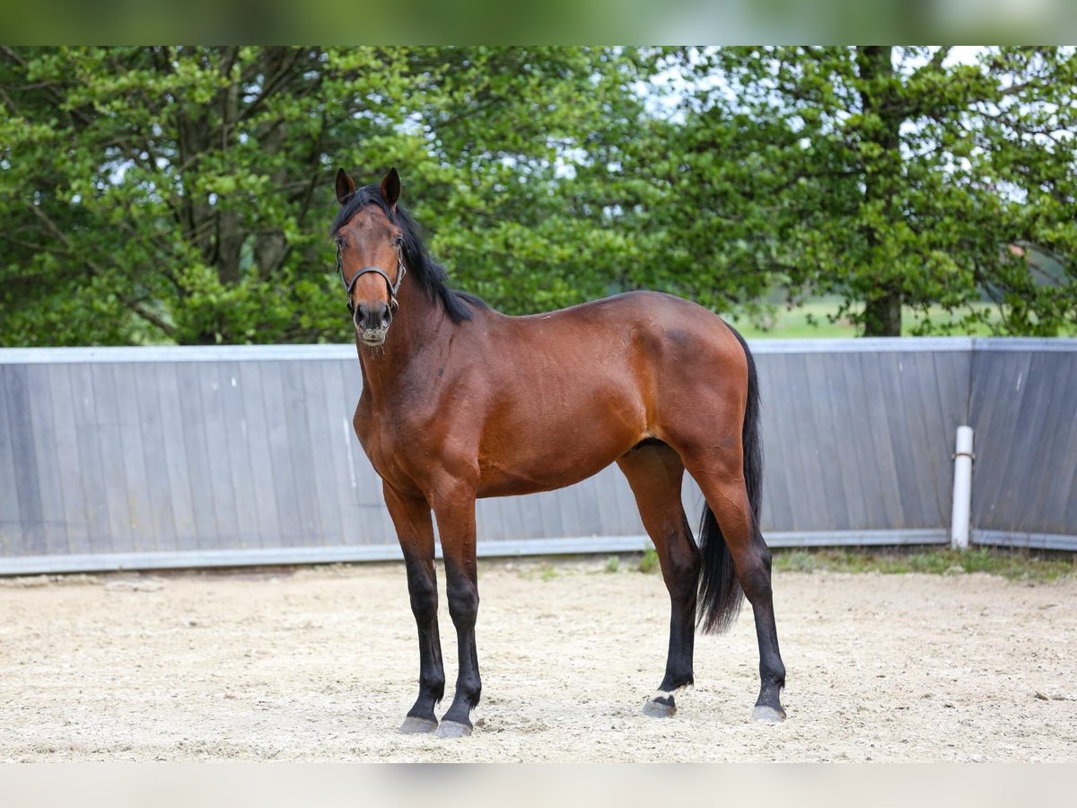 KWPN Stallion 2 years 16,1 hh Brown in Schipluiden