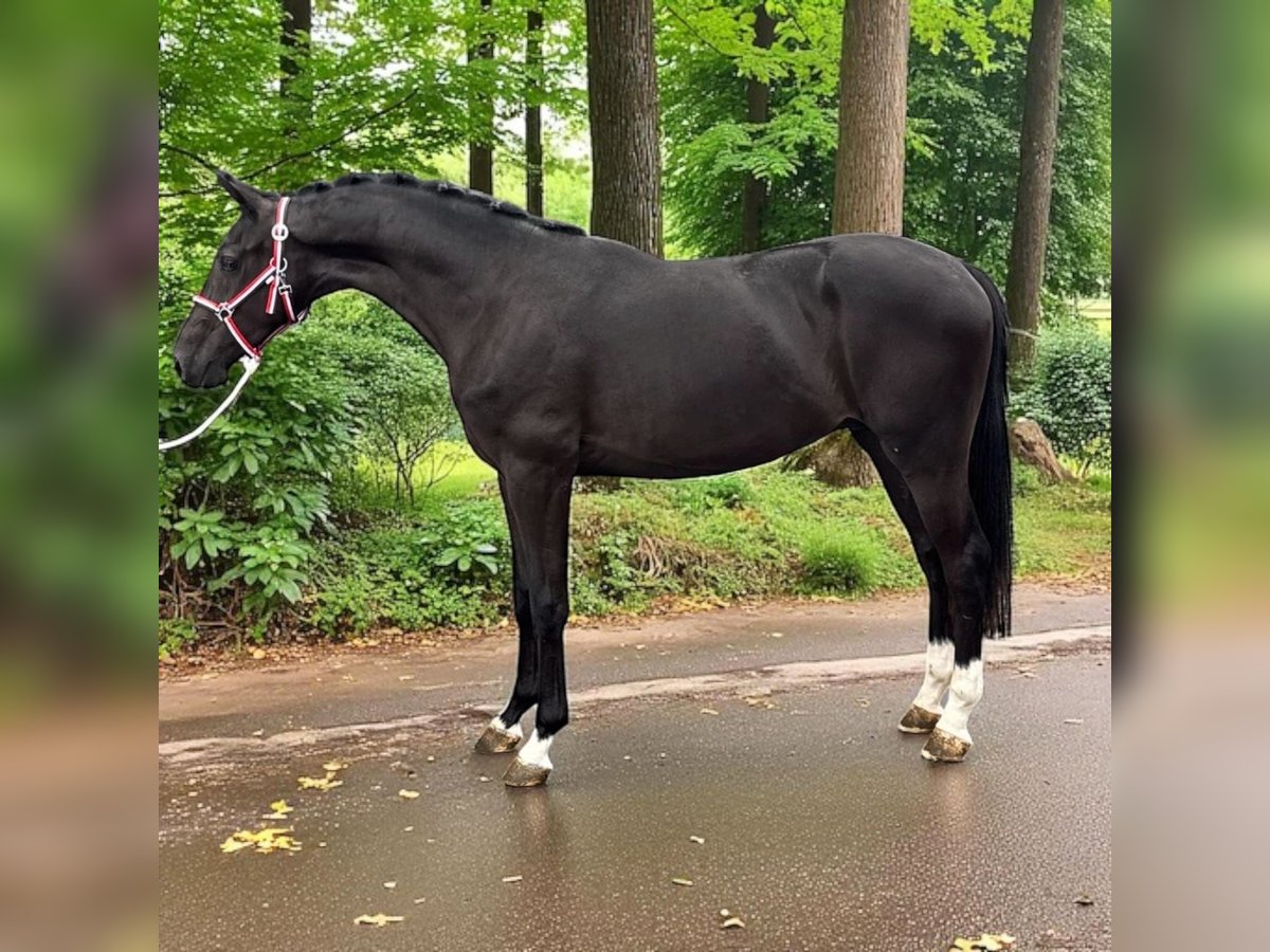 KWPN Stallion 2 years 16,1 hh Brown in Csabacs&#x171;d