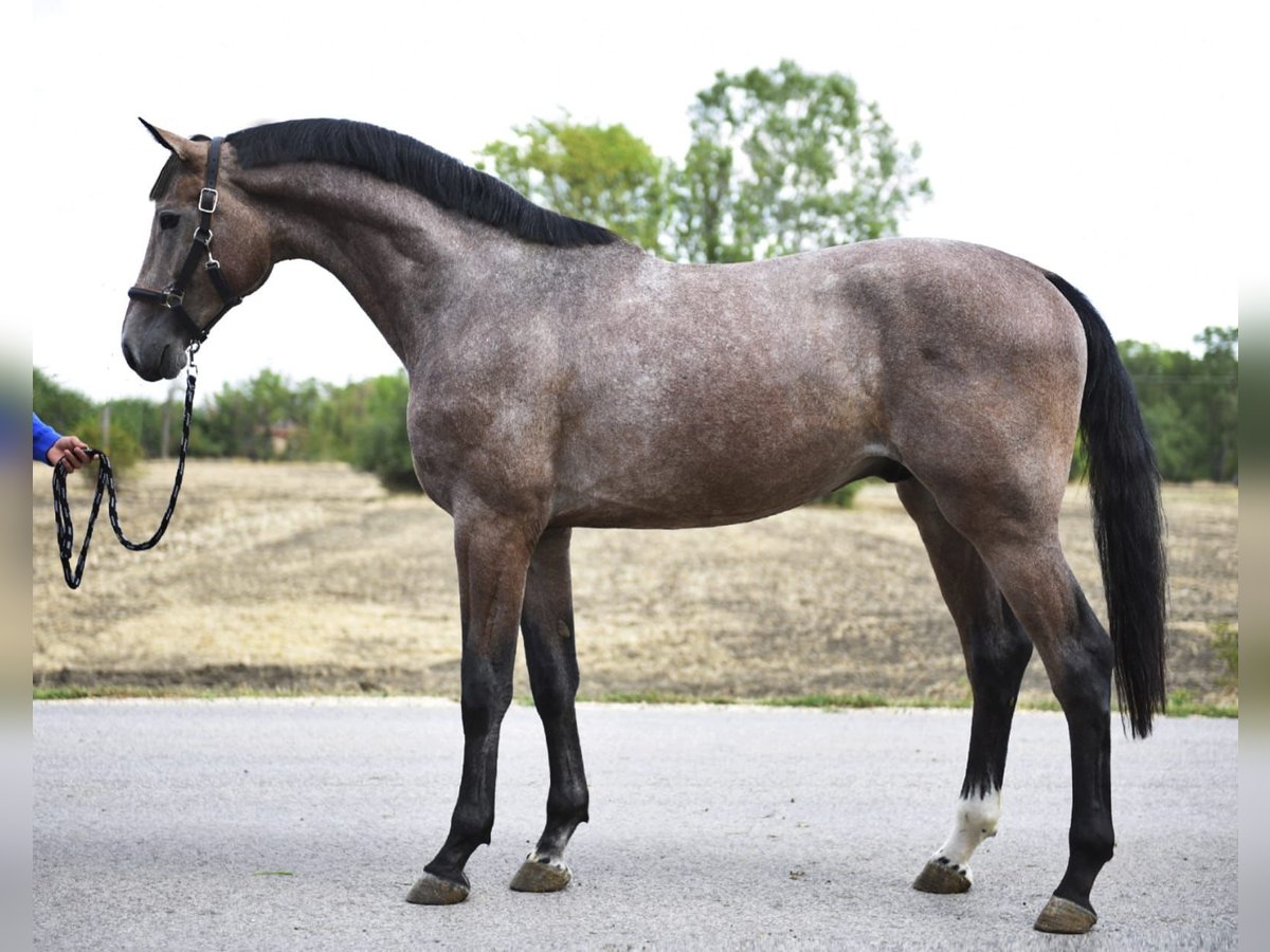 KWPN Stallion 2 years 16,1 hh Brown Falb mold in Szarvas