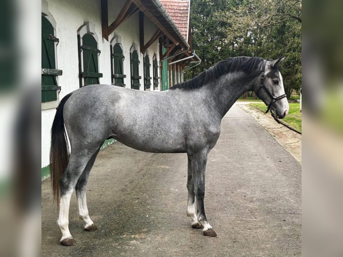 KWPN Stallion 2 years 16,1 hh Gray in Murska Soboda