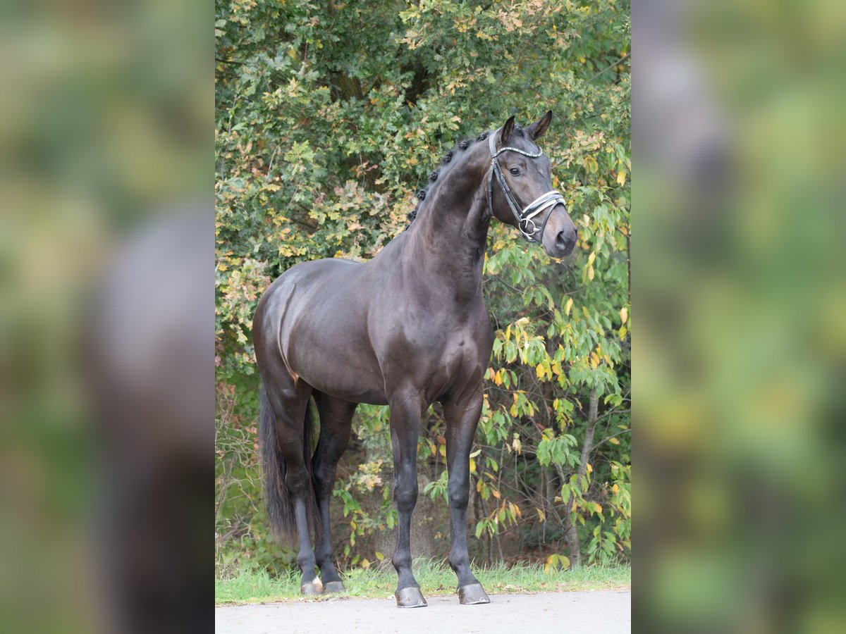 KWPN Stallion 2 years 16,2 hh Black in Oosterhout KWPN Stallion 2 years 16,2 hh Black in Oosterhout