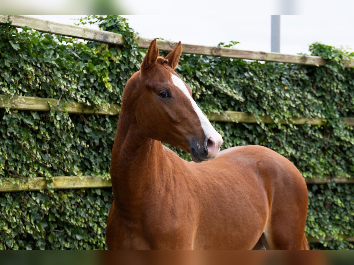 KWPN Stallion 2 years 16,2 hh Chestnut-Red in Waddinxveen