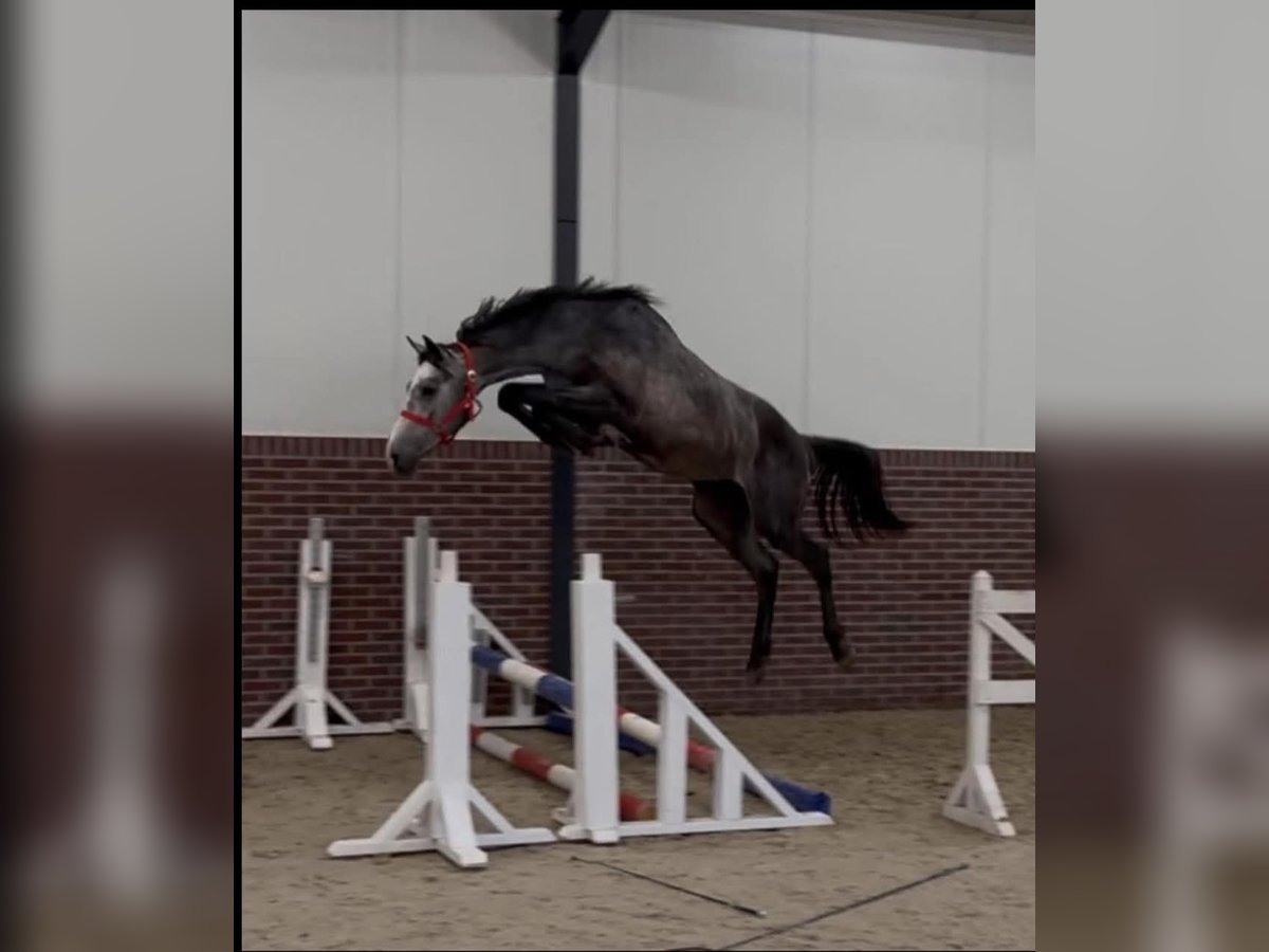 KWPN Stallion 2 years 16,2 hh Grey in B&#xE9;k&#xE9;s
