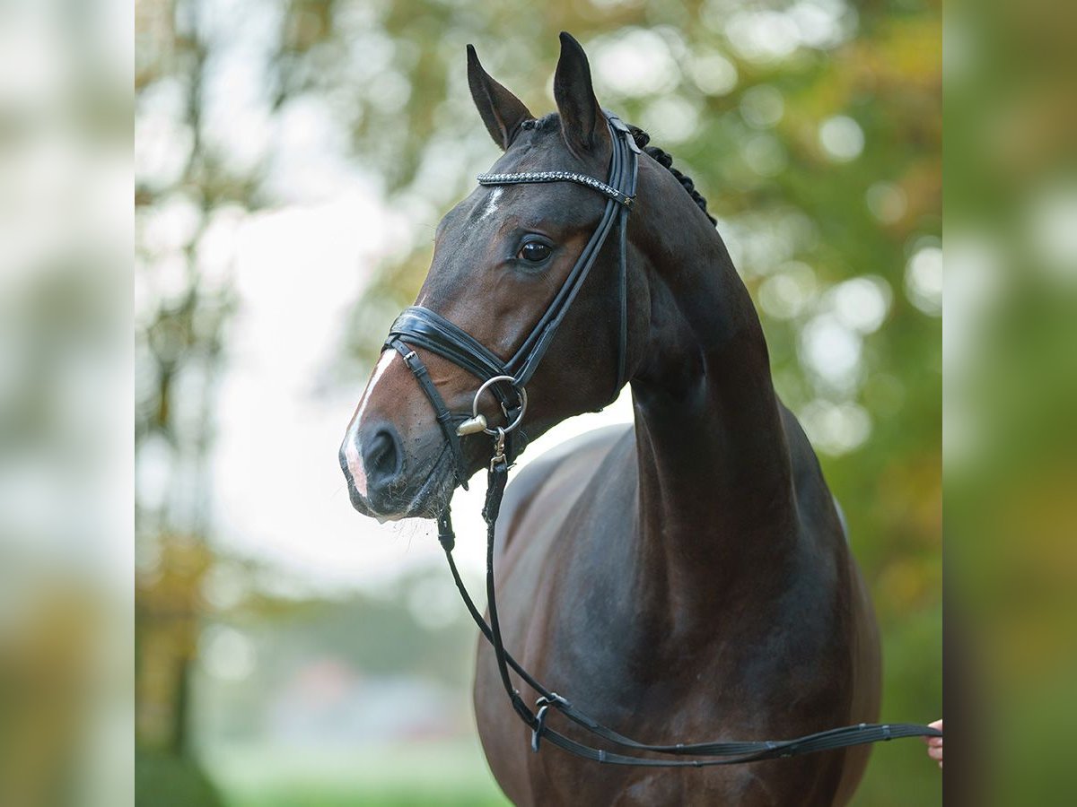 KWPN Stallion 2 years Bay-Dark in Rostock