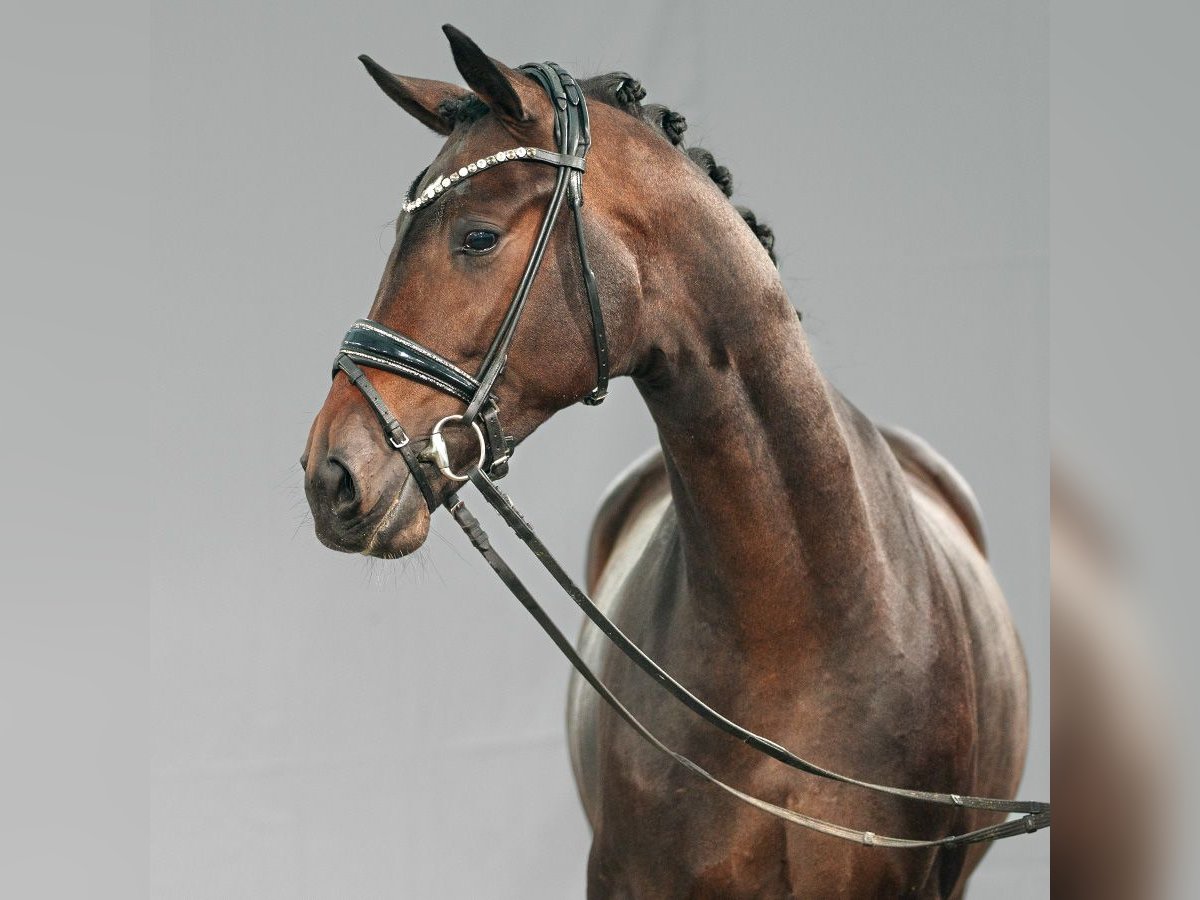 KWPN Stallion 2 years Bay-Dark in Münster-Handorf