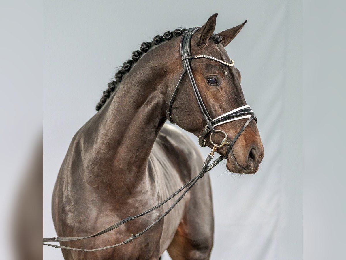 KWPN Stallion 2 years Bay-Dark in Münster-Handorf