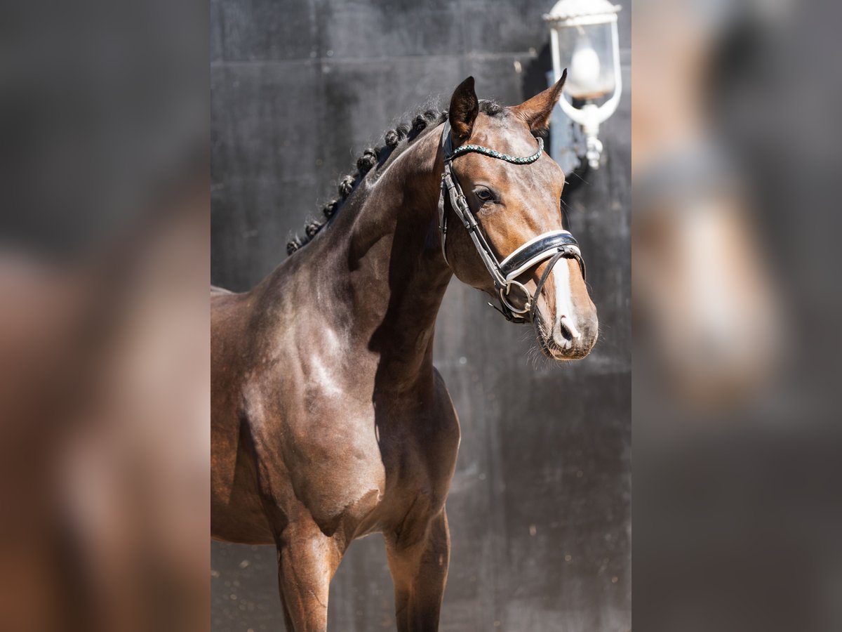 KWPN Stallion 2 years Brown in Oosterhout
