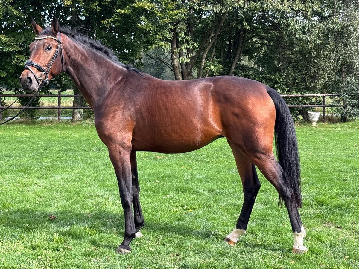 KWPN Stallion 2 years Brown in GROTE-BROGEL