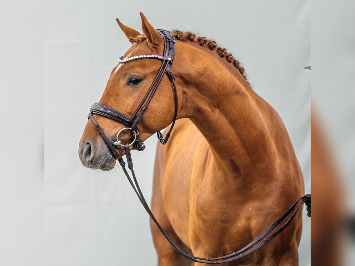 KWPN Stallion 2 years Chestnut-Red in Münster-Handorf