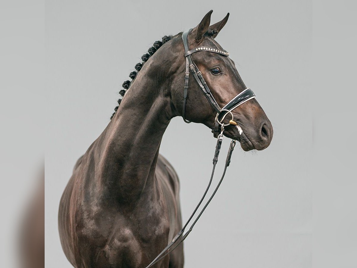 KWPN Stallion 2 years Smoky-Black in Münster-Handorf